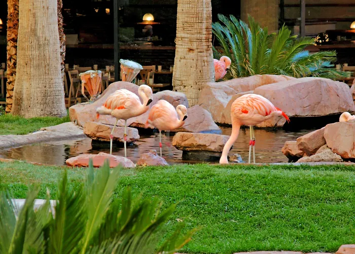 Flamingo Las Vegas & CasinoAlbergo